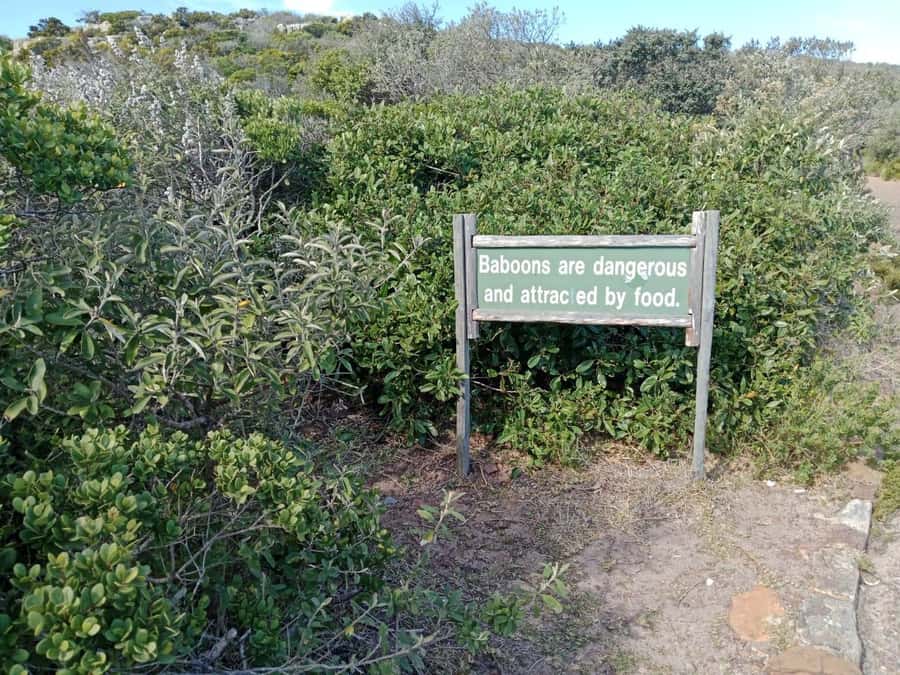 Full-Day Private Excursion: Cape of Good Hope and Penguins - Key points at a glance