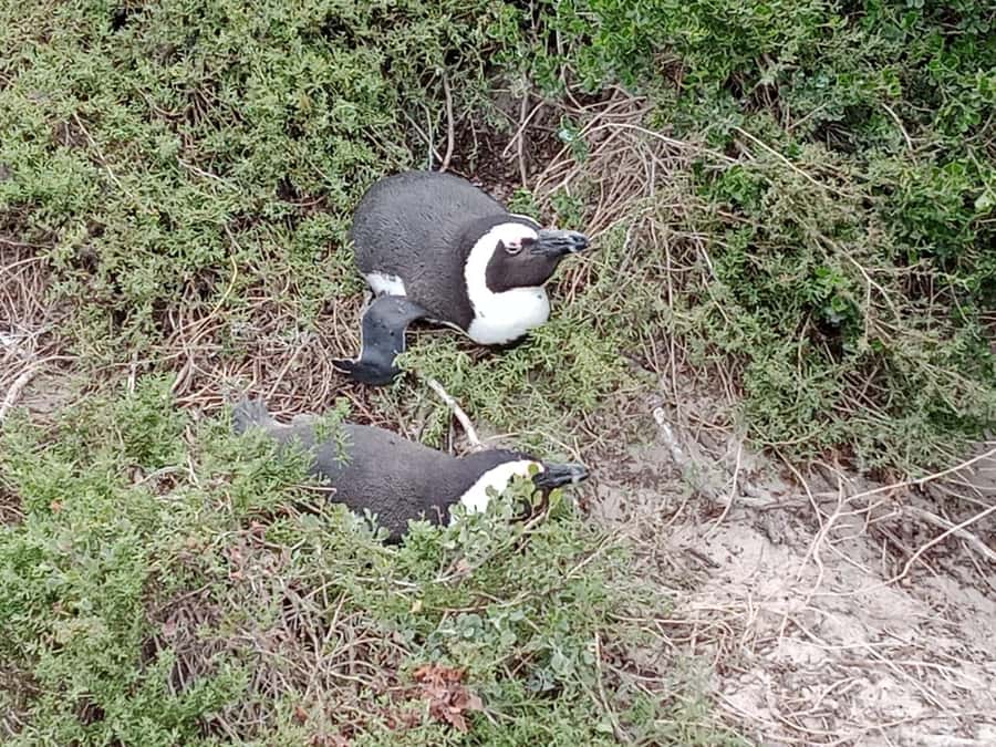 Full-Day Private Excursion: Cape of Good Hope and Penguins - Timing, costs, and what to bring