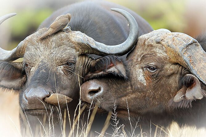 Full Day Private Kruger Park Safari - 10:00 AM breakfast at a picnic site