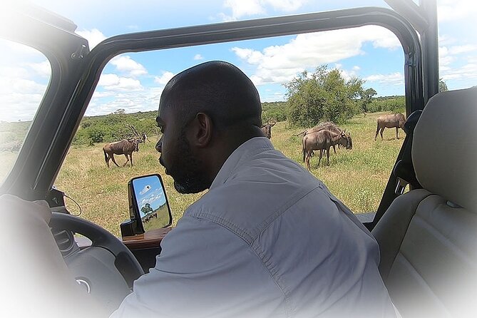 Full Day Private Kruger Park Safari - Afternoon game viewing at 2:30 PM