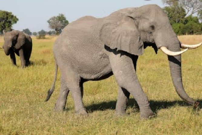 Full Day Safari Tour of Pilanesberg National Park, Open Jeep experience - The early start from Johannesburg