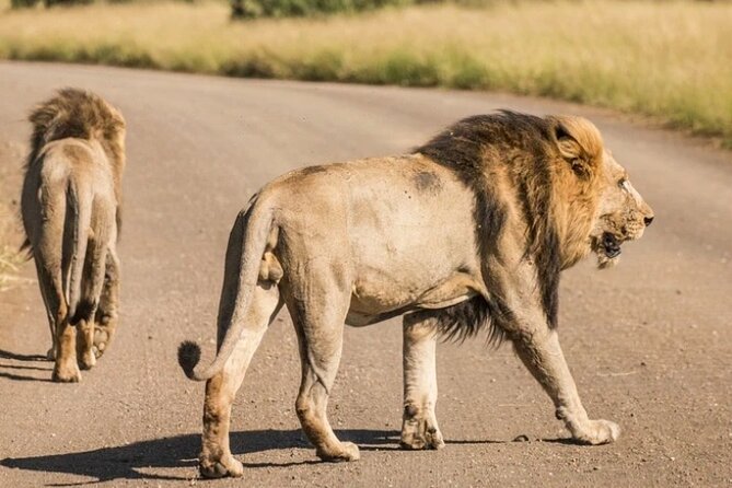 Full Day Safari Tour of Pilanesberg National Park, Open Jeep experience - Why a full day can be rewarding, and tiring