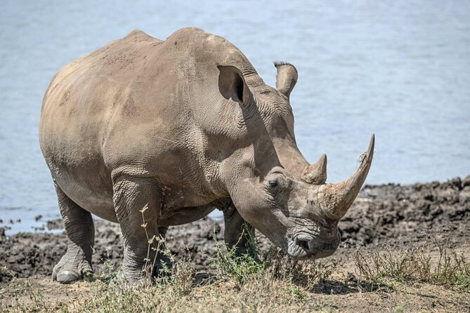 Full Day Safari Tour of Pilanesberg National Park, Open Jeep experience - Lunch, comfort, and what the price covers