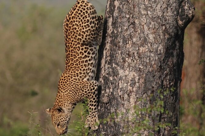 Full Day Safari Tour of Pilanesberg National Park, Open Jeep experience - Booking advice and cancellation details