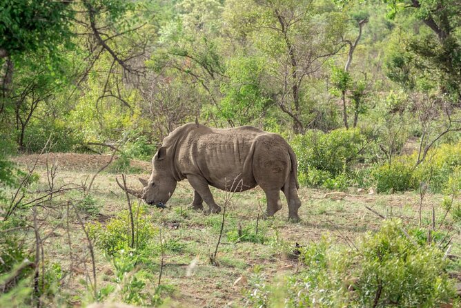Full Day Safari Tour of Pilanesberg National Park, Open Jeep experience - What you might see during the game drive
