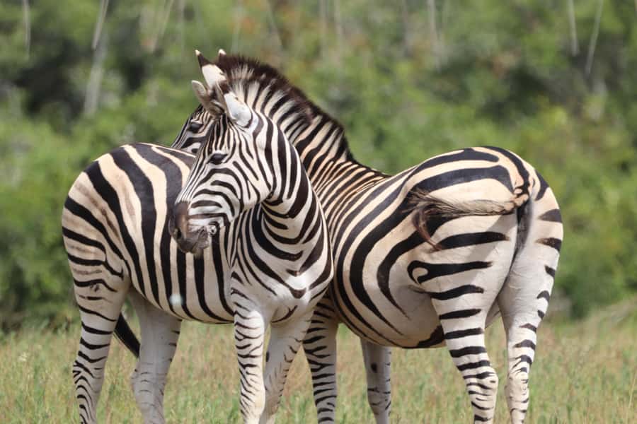 Full-Day Schotia Game Reserve & Giraffe Walk (Open 4x4) - From Port Elizabeth to the open 4x4