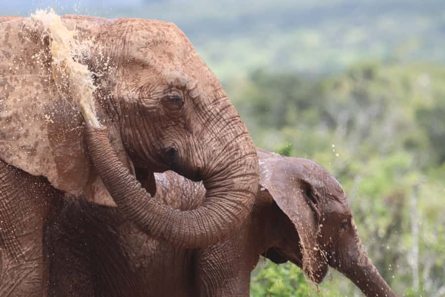 Full-Day Schotia Game Reserve & Giraffe Walk (Open 4x4) - The braai lunch and a welcome pause