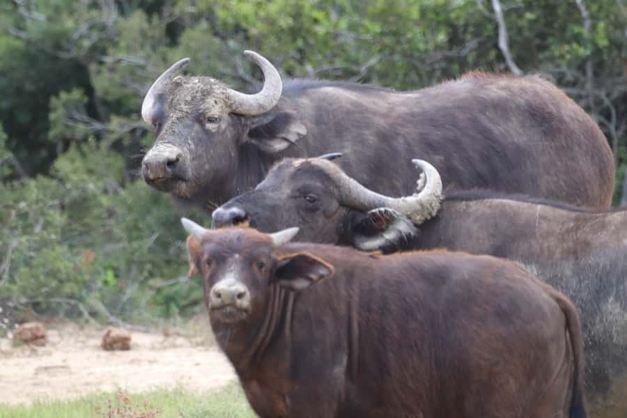 Full-Day Schotia Game Reserve & Giraffe Walk (Open 4x4) - Walking with giraffes in Sunday’s River Valley