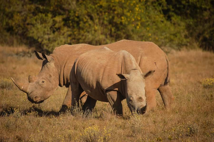 Full-Day Schotia Game Reserve & Giraffe Walk (Open 4x4) - Who should book this experience?