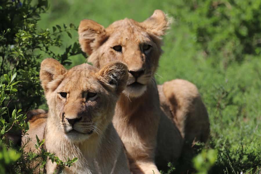 Full-Day Schotia Game Reserve & Giraffe Walk (Open 4x4) - What to pack for Schotia and the giraffe walk