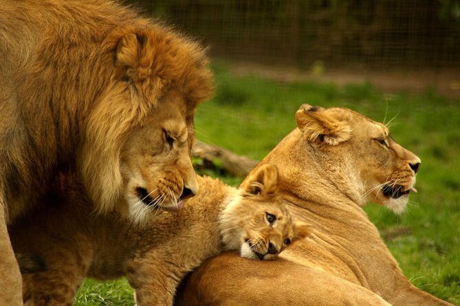 Full Day -Tala Game Reserve, Natal Lion Park, Phezulu From Durban - Tala Game Reserve is the heart of the day