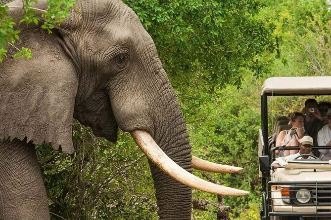 Full Day -Tala Game Reserve, Natal Lion Park, Phezulu From Durban - Phezulu adds culture and reptiles, but costs extra