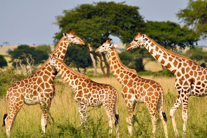 Full Day -Tala Game Reserve, Natal Lion Park, Phezulu From Durban - A ten-hour day needs a firm pace