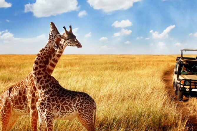 Full Day -Tala Game Reserve, Natal Lion Park, Phezulu From Durban - Is $165.21 good value?
