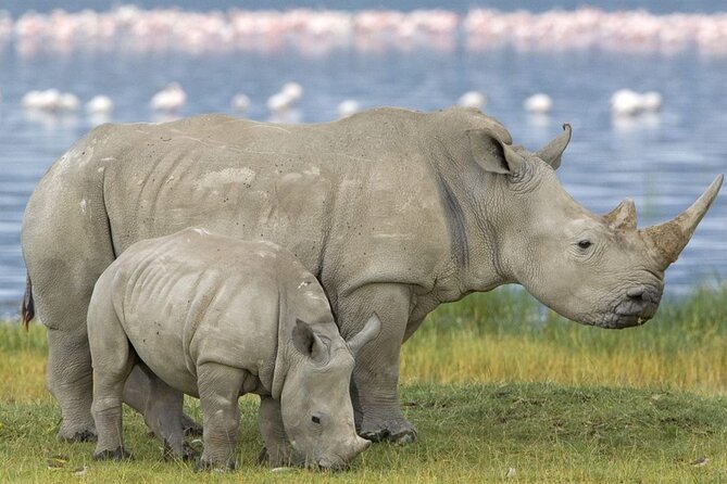 Full Day -Tala Game Reserve, Natal Lion Park, Phezulu From Durban - Who will enjoy this Durban wildlife day?