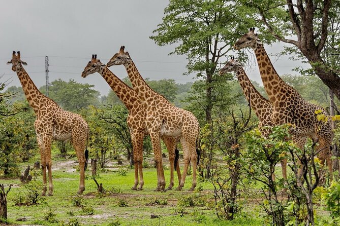Full Day -Tala Game Reserve, Natal Lion Park, Phezulu From Durban - Natal Lion Park offers a different kind of wildlife viewing