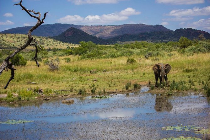 Full Day Ultimate Pilanesberg National Park Safari from Johannesburg or Pretoria - The afternoon drive and the hunt for predators