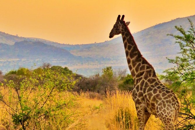 Full Day Ultimate Pilanesberg National Park Safari from Johannesburg or Pretoria - What the Big Five promise really means