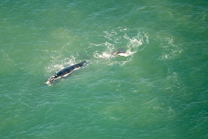 Full Peninsula Scenic Helicopter Flight with Free Boat Cruise - The complimentary boat cruise is worth planning around