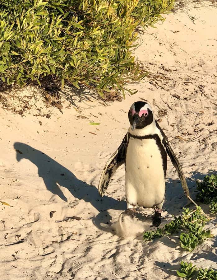 Fully Day Cape Of Good Hope, Penguins, Bo Kaap , Seals Tour - Muizenberg is a flexible final photo stop