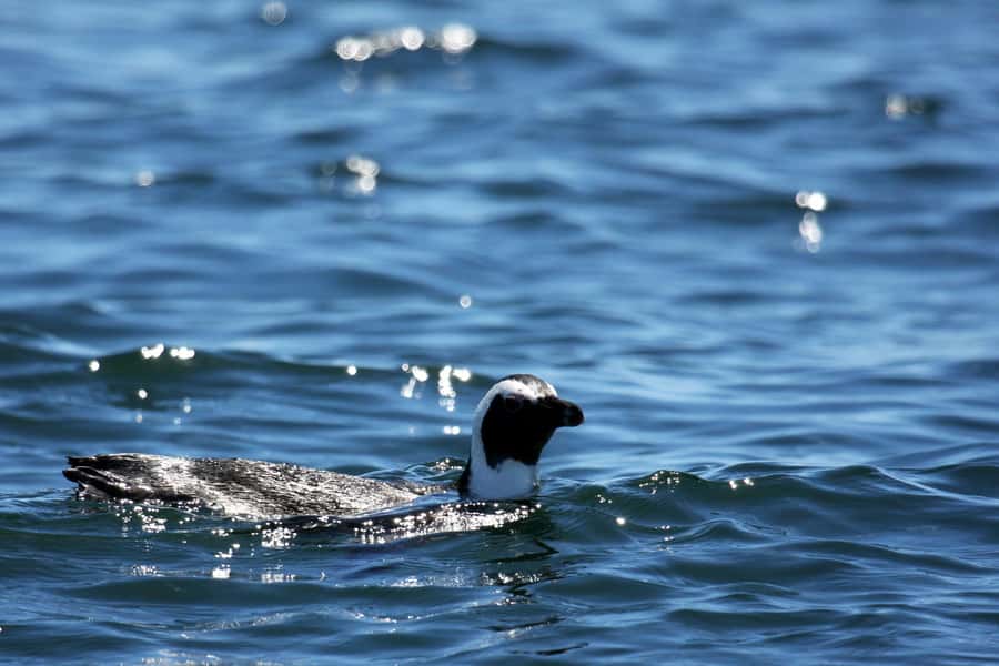 Gansbaai and Big 5 Sea Safari Full-Day Tour from Cape Town - From Cape Town to the Gansbaai coast