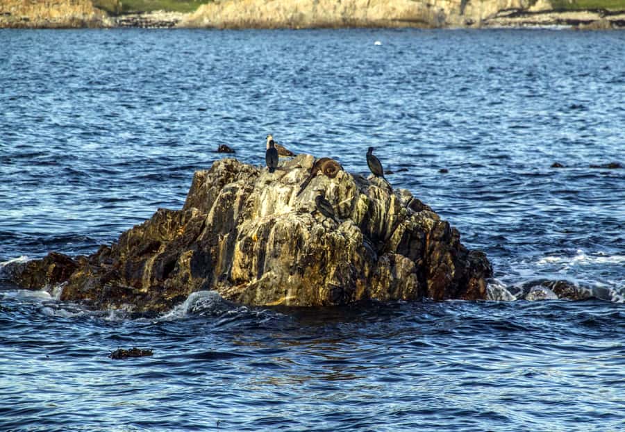 Gansbaai and Big 5 Sea Safari Full-Day Tour from Cape Town - What the Big 5 label really means here