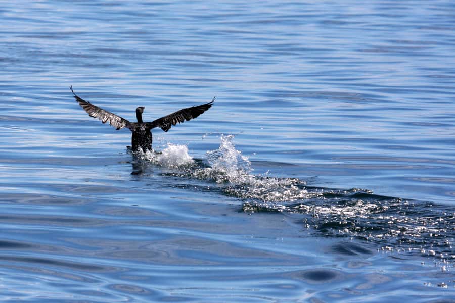 Gansbaai and Big 5 Sea Safari Full-Day Tour from Cape Town - Hermanus adds a useful late-day break
