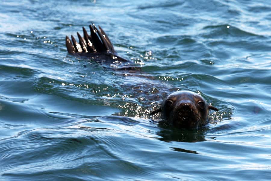 Gansbaai and Big 5 Sea Safari Full-Day Tour from Cape Town - Peregrine Farm Stall and the trip back