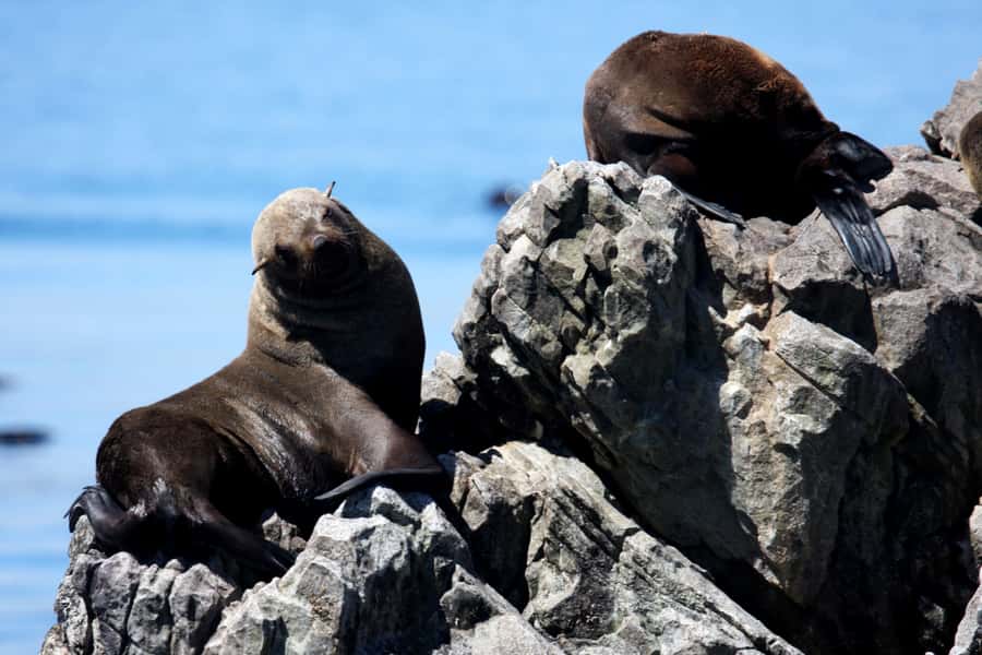 Gansbaai and Big 5 Sea Safari Full-Day Tour from Cape Town - Price, group size, and overall value