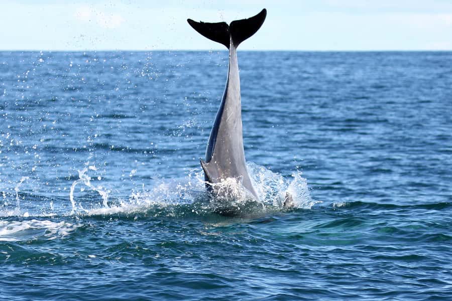 Gansbaai and Big 5 Sea Safari Full-Day Tour from Cape Town - Who should book this Gansbaai day tour?