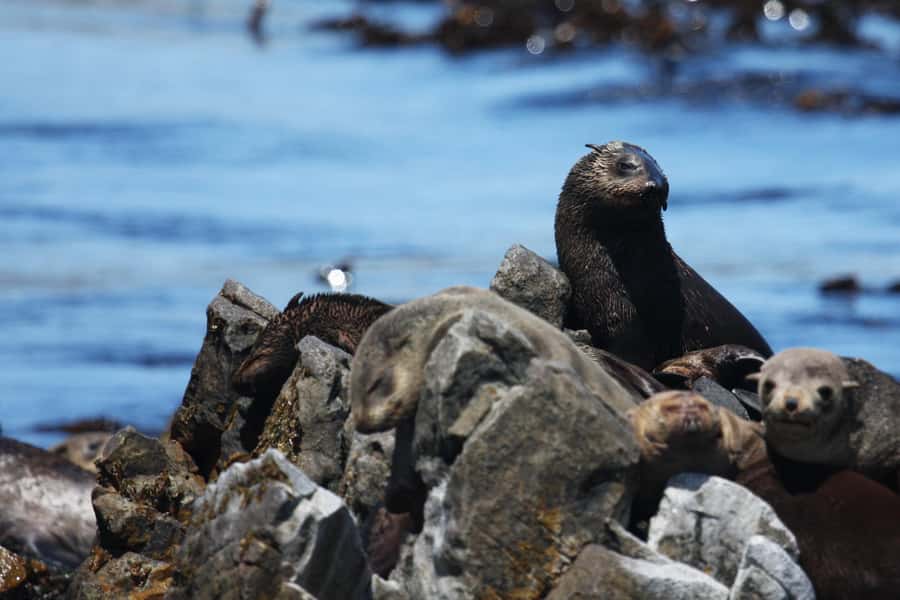 Gansbaai and Big 5 Sea Safari Full-Day Tour from Cape Town - Choosing between Stony Point and Harold Porter