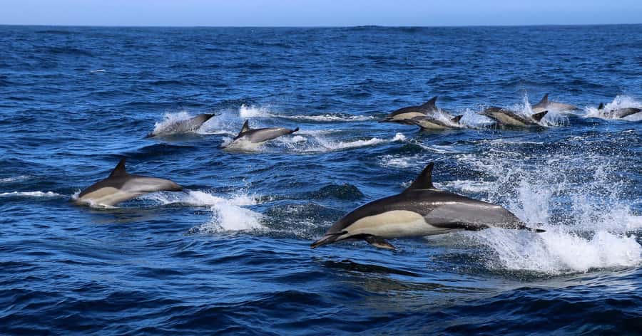 Gansbaai: Marine Big 5 Boat tour - Key points to know before you go