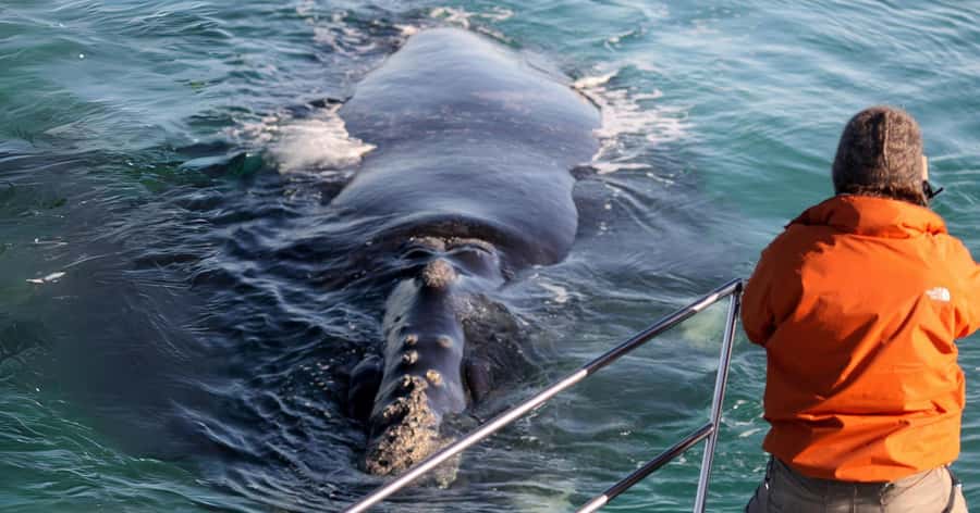 Gansbaai: Marine Big 5 Boat tour - The Marine Big 5 around Dyer Island
