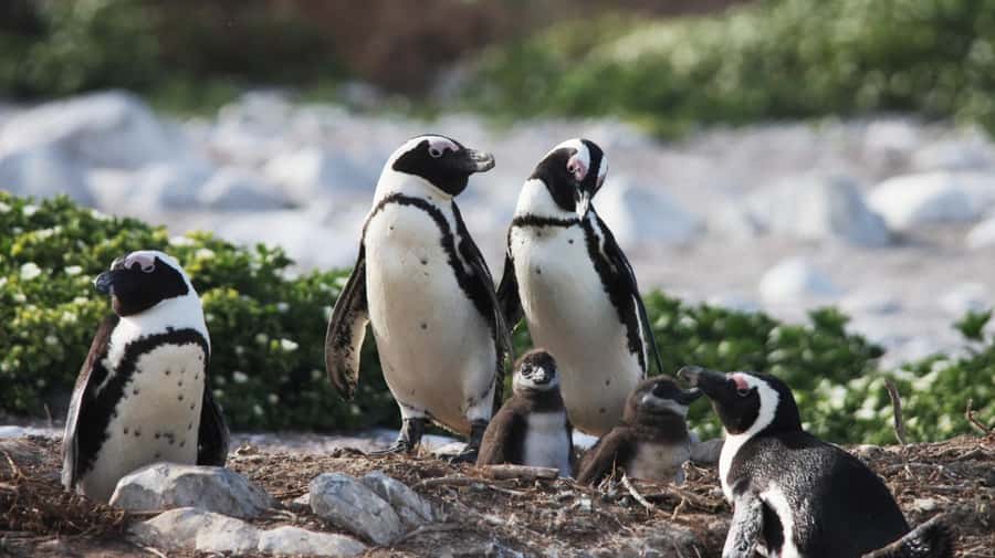 Gansbaai: Marine Big 5 Boat tour - Safety briefing, warm gear, and the walk to the harbor