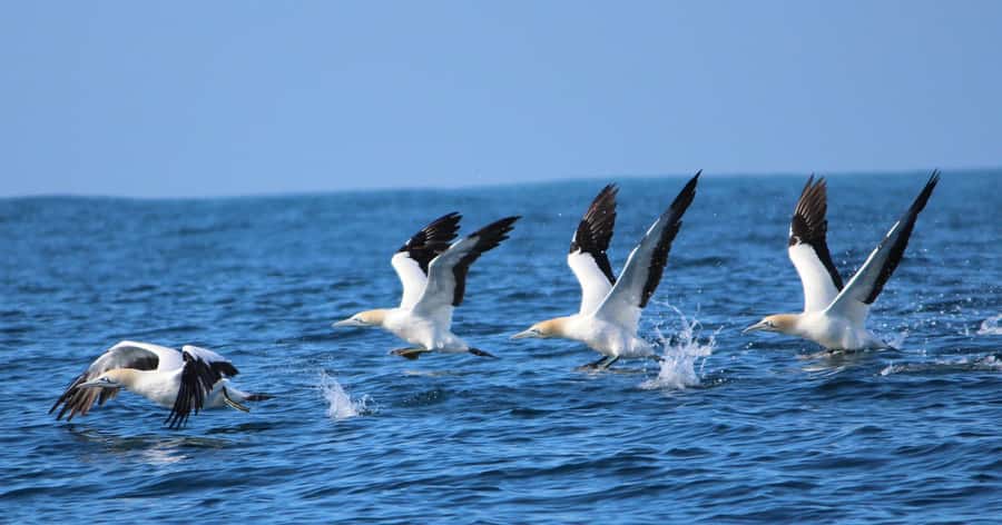 Gansbaai: Marine Big 5 Boat tour - Shark Alley and the Cape fur seals