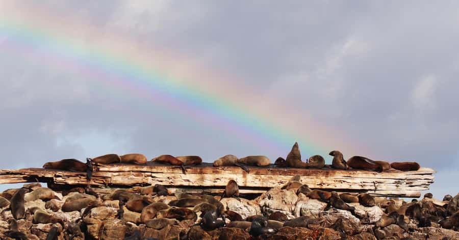 Gansbaai: Marine Big 5 Boat tour - Penguins and the limits of a boat sighting