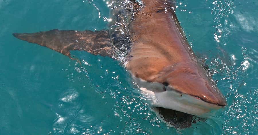 Gansbaai: Marine Big 5 Boat tour - Is $155 good value?
