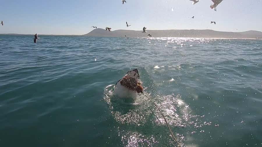 Gansbaai: Shark Cage Diving and Shark Viewing Boat Trip - Key points at a glance