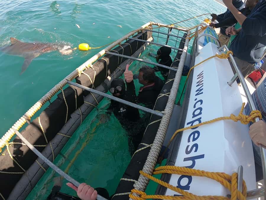 Gansbaai: Shark Cage Diving and Shark Viewing Boat Trip - Booking details that affect your day