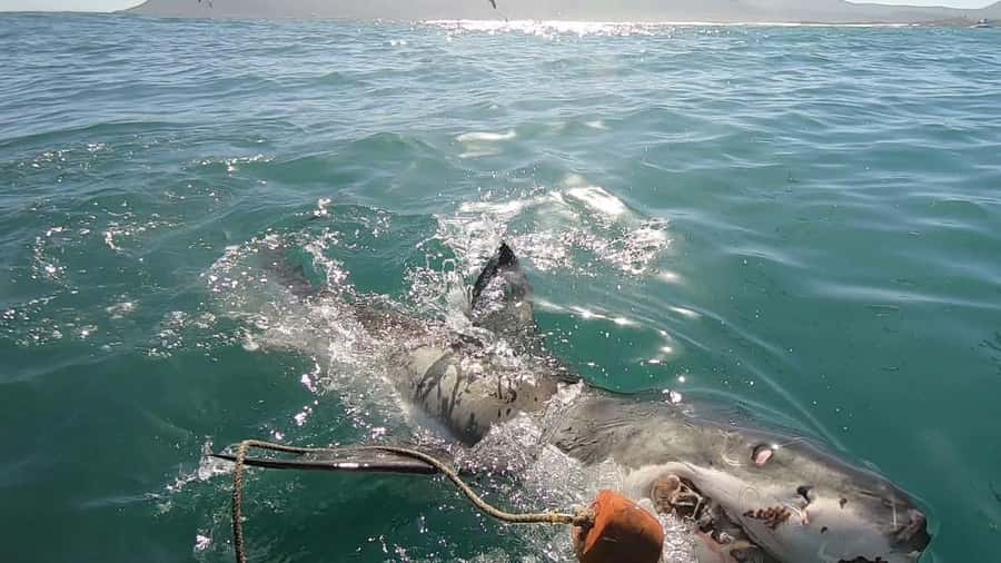 Gansbaai: Shark Cage Diving and Shark Viewing Boat Trip - Setting out from Kleinbaai toward Dyer Island