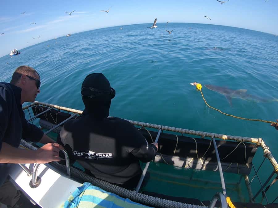 Gansbaai: Shark Cage Diving and Shark Viewing Boat Trip - Choosing the underwater cage