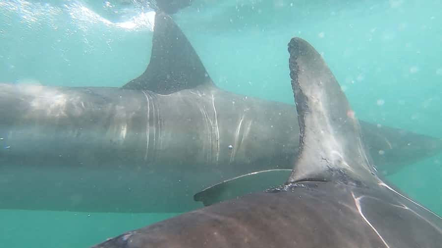 Gansbaai: Shark Cage Diving and Shark Viewing Boat Trip - What makes the crew and group feel matter