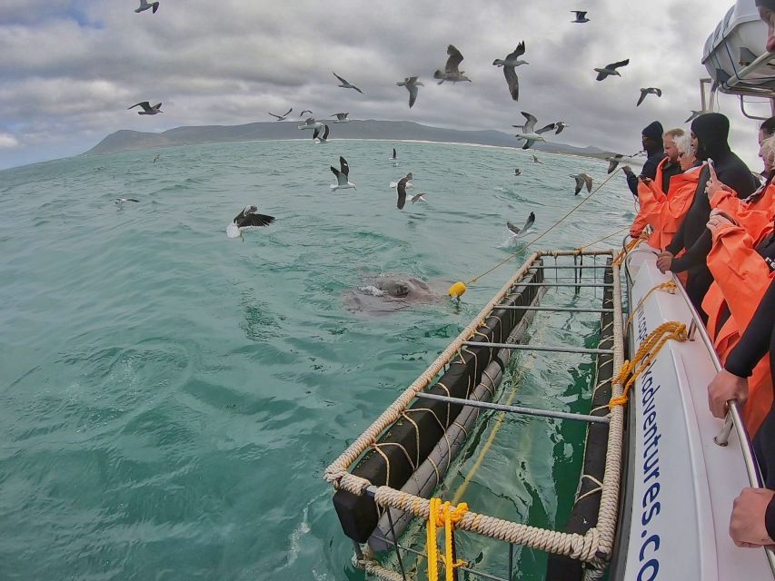 Gansbaai: Shark Cage Diving and Shark Viewing Boat Trip - The value of the $161 price