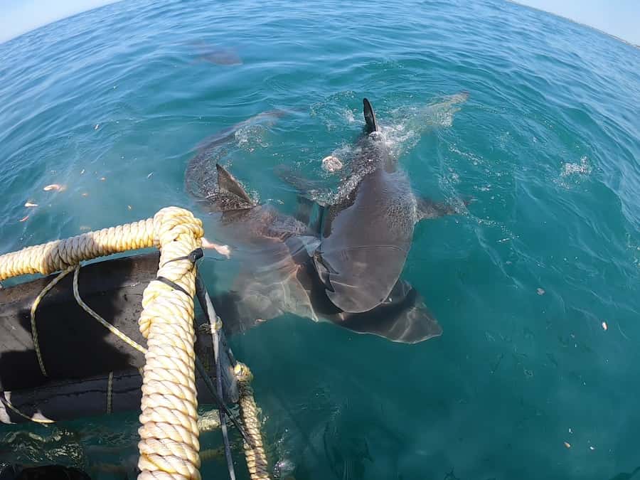 Gansbaai: Shark Cage Diving and Shark Viewing Boat Trip - Who should book this outing