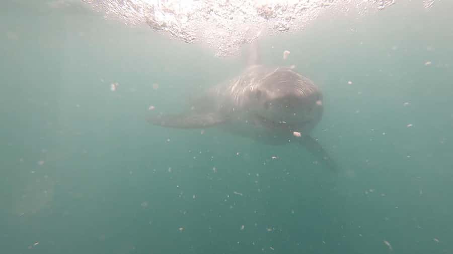 Gansbaai: Shark Cage Diving and Shark Viewing Boat Trip - The safety briefing is more important than the adrenaline