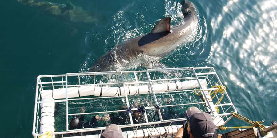 Gansbaai: Shark Dive & Whale Watching Combo Boat Trip - Key points to know before booking