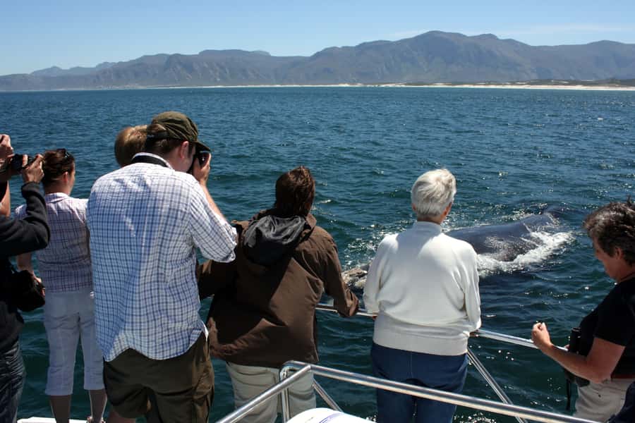 Gansbaai: Shark Dive & Whale Watching Combo Boat Trip - Is $292 good value?