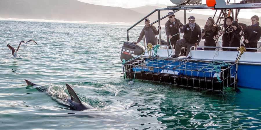 Gansbaai: Shark Dive & Whale Watching Combo Boat Trip - Prepare for cold water and changing weather