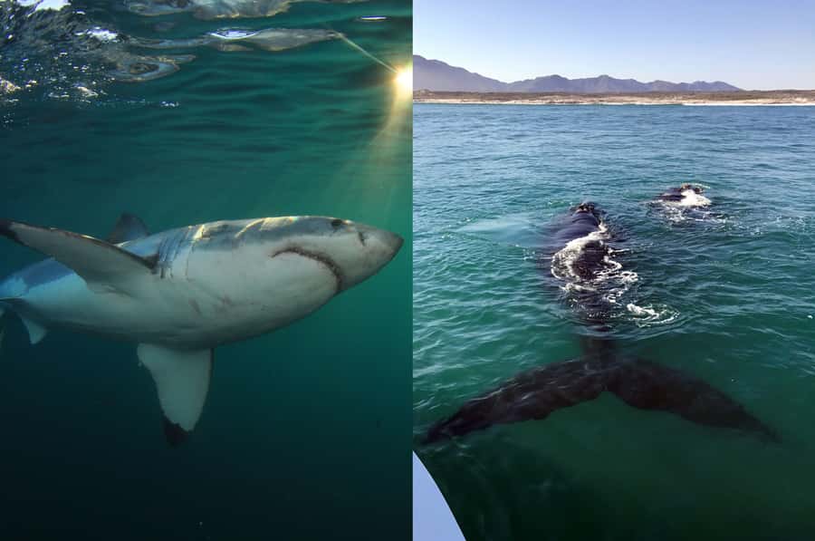 Gansbaai: Shark Dive & Whale Watching Combo Boat Trip - How the trip feels in practice