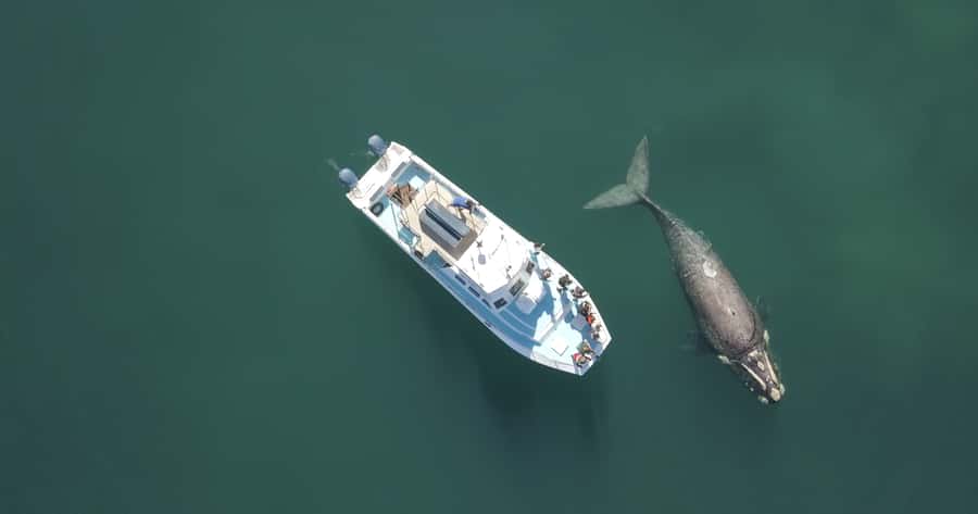 Gansbaai: Shark Dive & Whale Watching Combo Boat Trip - Who should book the Ivanhoe Sea Safaris outing?